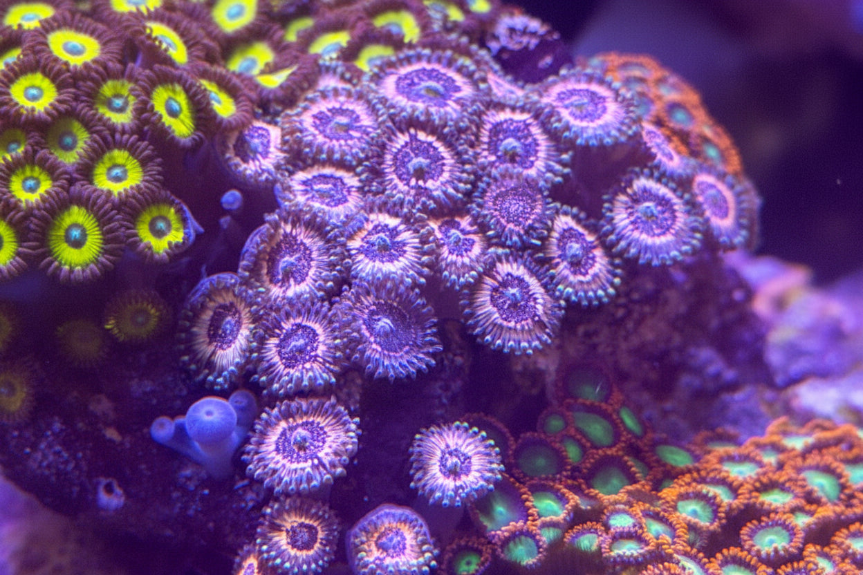Pink Constellation Zoanthids
