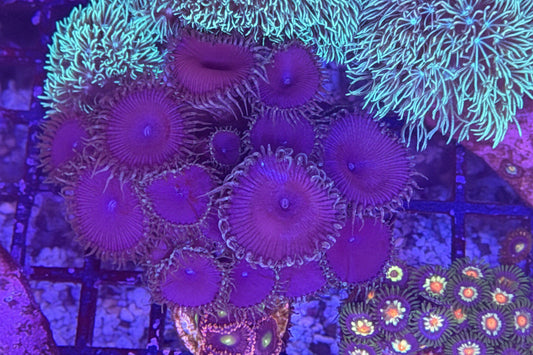 Purple People Eater Palythoa