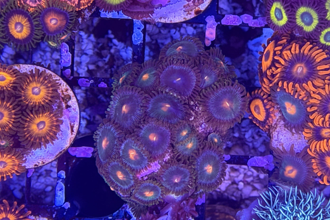 Gatorade Zoanthids