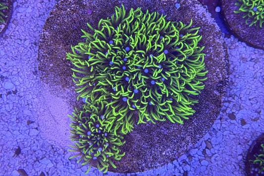 Neon Green Star Polyp