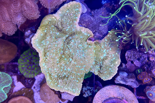 Dreamsicle Chalice