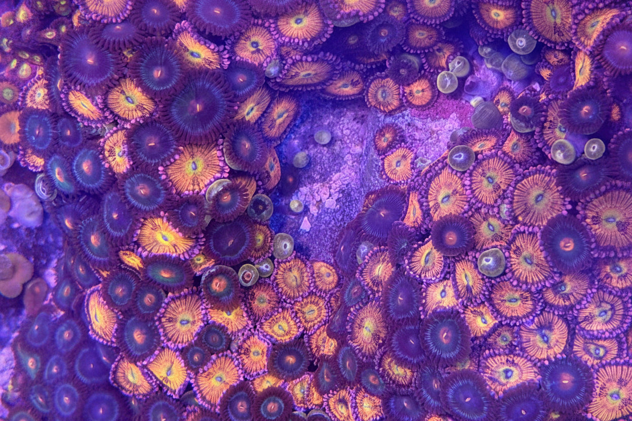 Sakura Sunrise Zoanthids