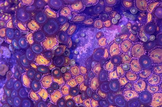Sakura Sunrise Zoanthids