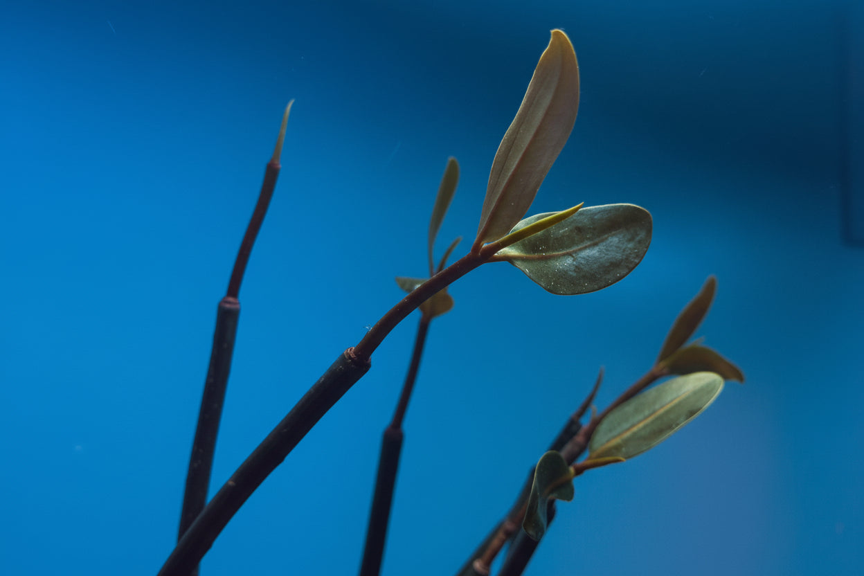 Red Mangrove Root
