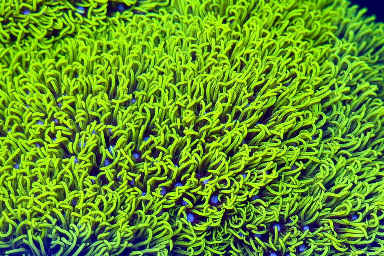 Soft Corals