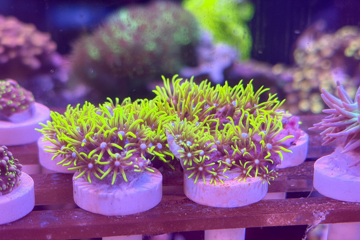 Neon Green Star Polyp