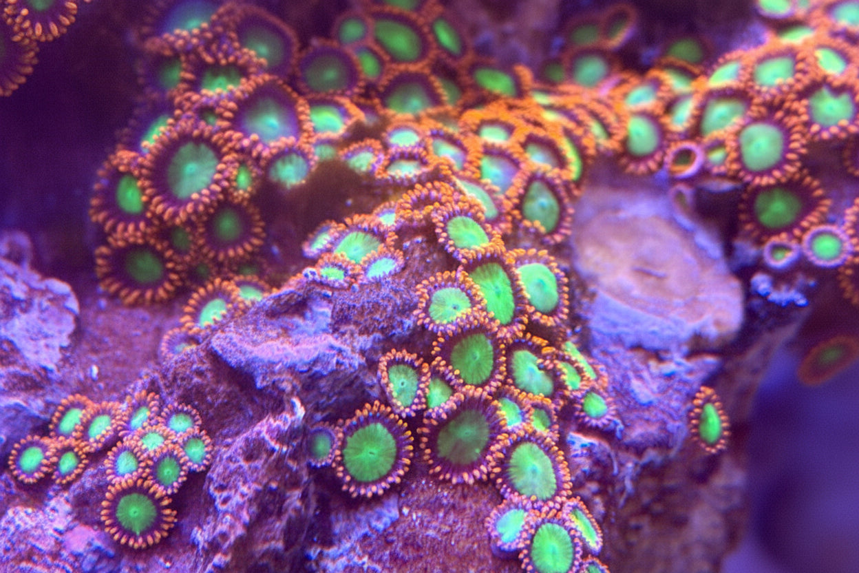 Cherry Limeade Zoanthids
