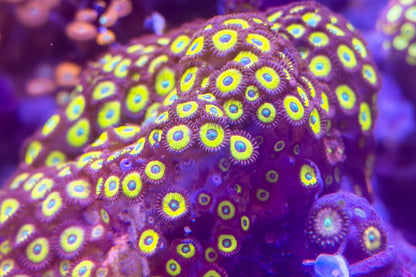 Scrambled Eggs Zoanthids