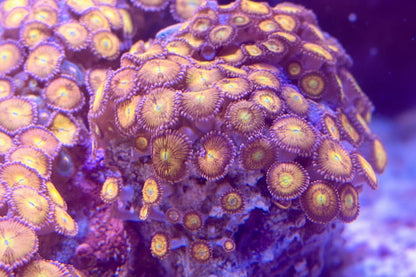 Sakura Sunrise Zoanthids