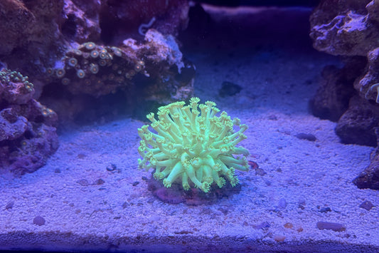 Neon Green Long Polyp Goniopora