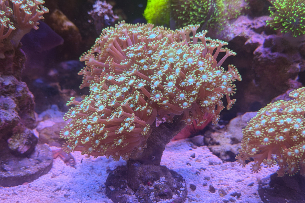 Blue Center Green Polyp Branching Alveopora