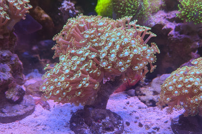Blue Center Green Polyp Branching Alveopora