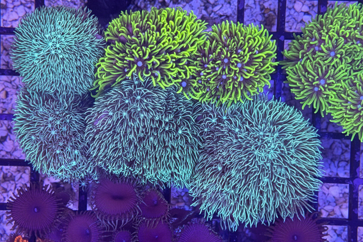 Blue Clove Coral