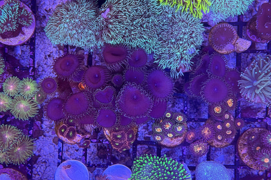 Purple People Eater Palythoa