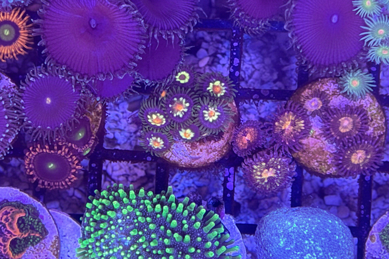 Daisy Cutter Zoanthids