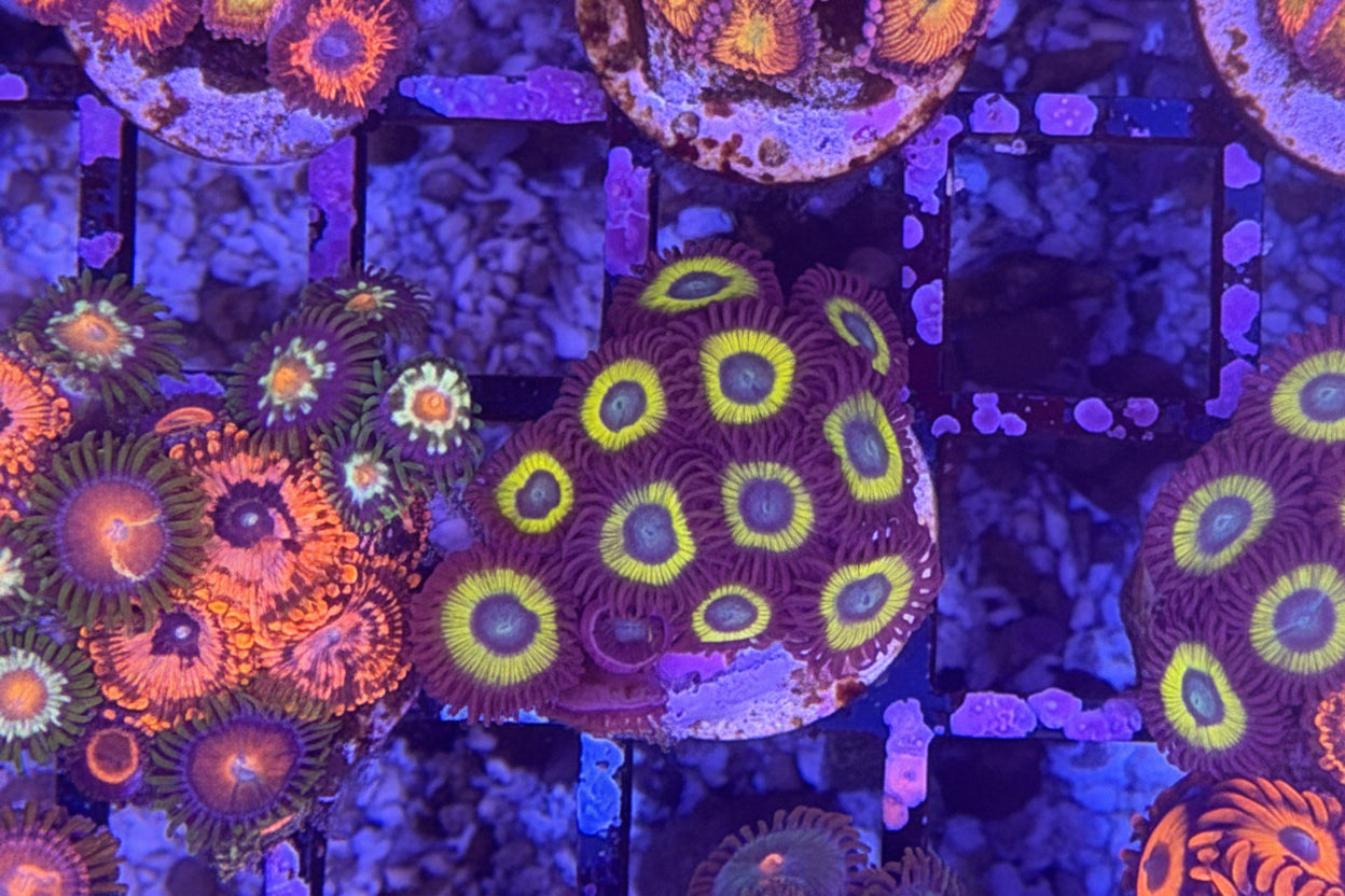 Scrambled Eggs Zoanthids