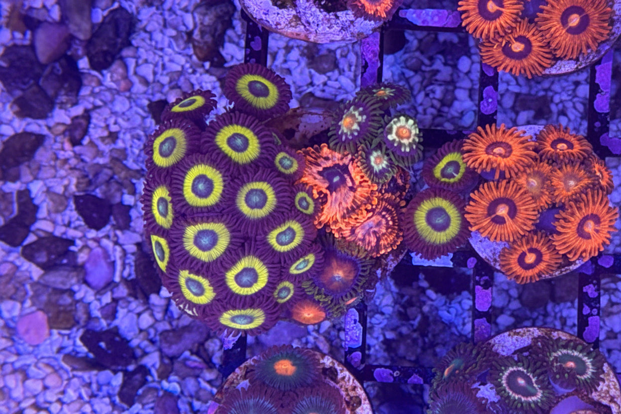 Scrambled Eggs Zoanthids