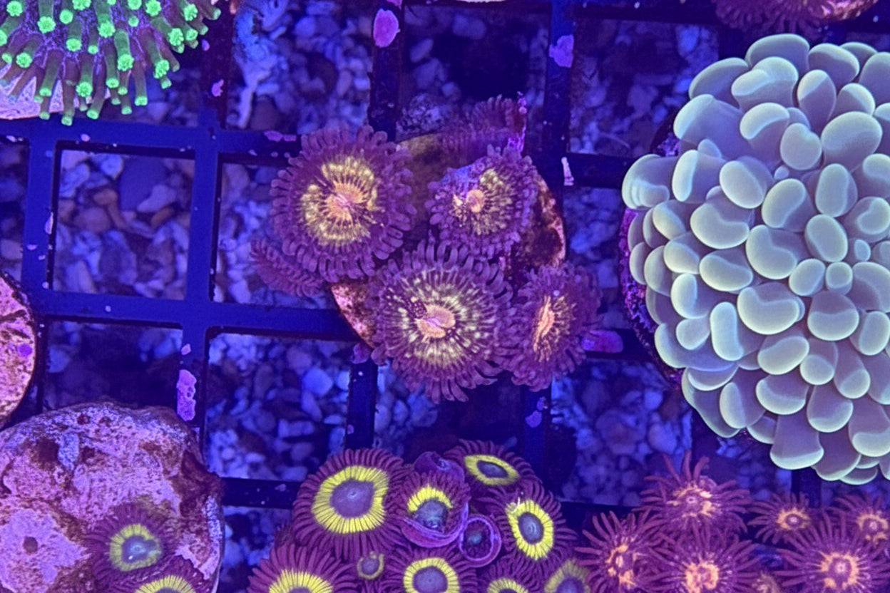 Armor of God Zoanthids