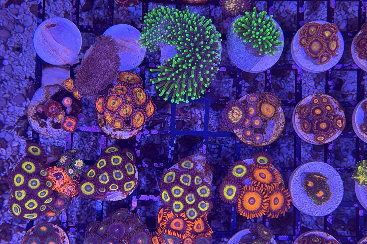 Sakura Sunrise Zoanthids