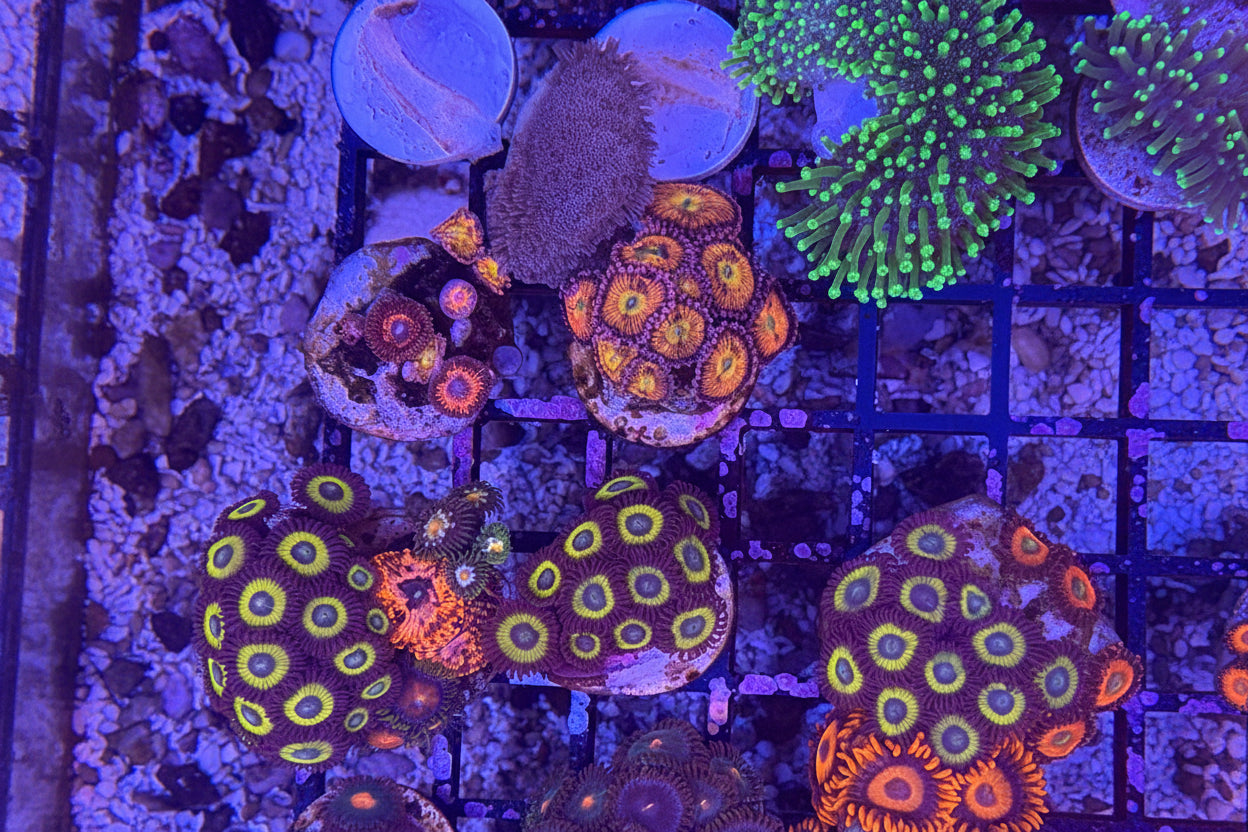 Scrambled Eggs Zoanthids