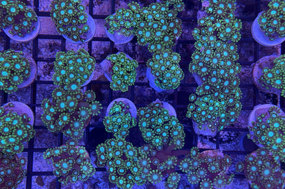 Blue Center Green Polyp Branching Alveopora