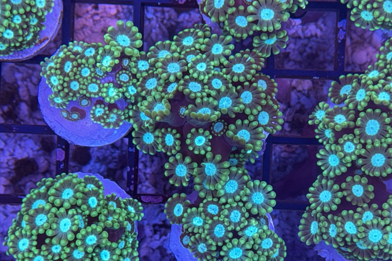 Blue Center Green Polyp Branching Alveopora