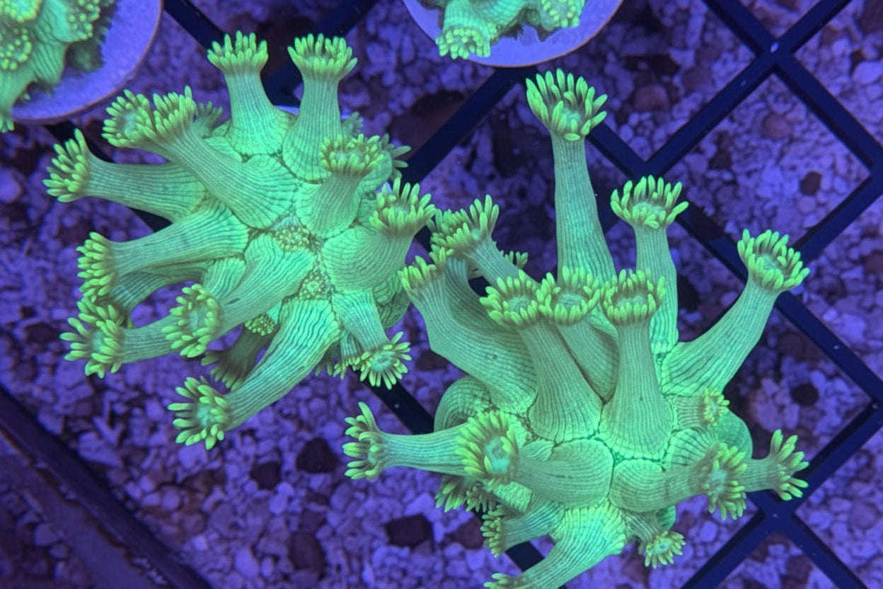 Neon Green Long Polyp Goniopora