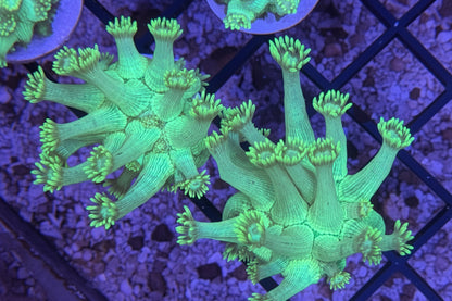 Neon Green Long Polyp Goniopora