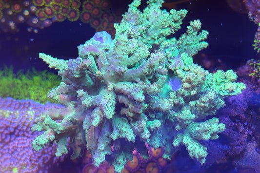 Neon Green Kenya Tree