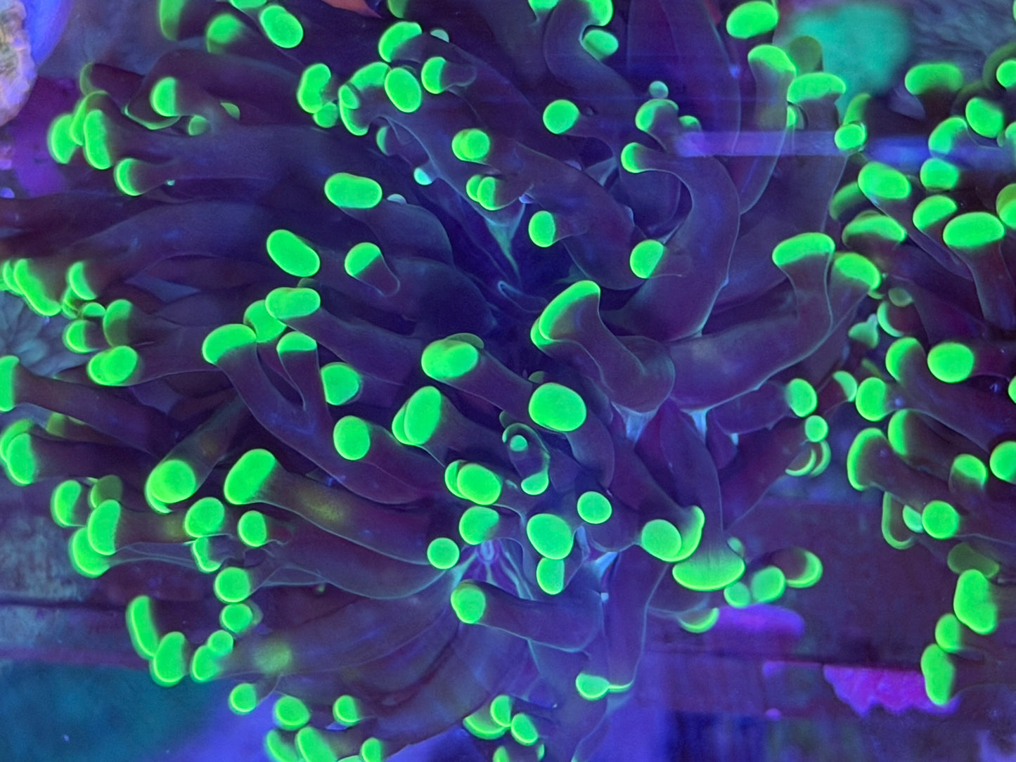 Neon Green Branching Frammer