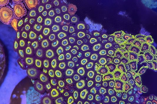 Scrambled Eggs Zoanthids