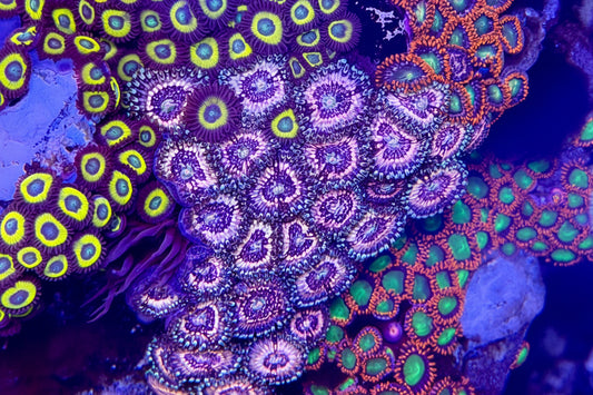 Pink Constellation Zoanthids