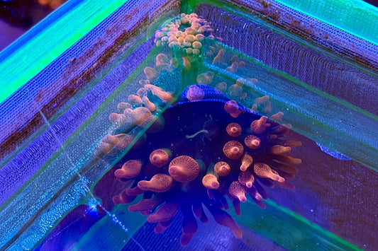 Rainbow Bubble Tip Anemone