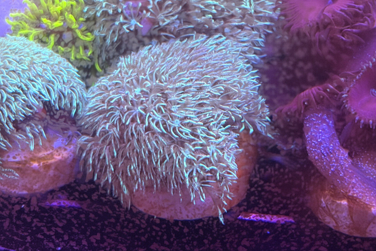 Blue Clove Coral
