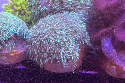 Blue Clove Coral