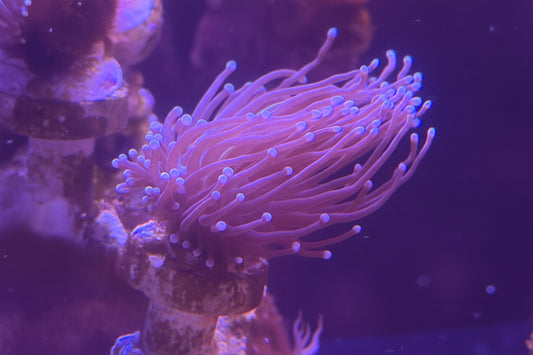 Blue Tip Purple Polyp Torch