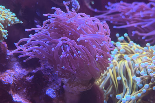 Blue Tip Purple Polyp Torch