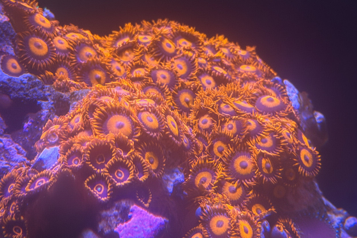 Orange Oxide Zoanthids