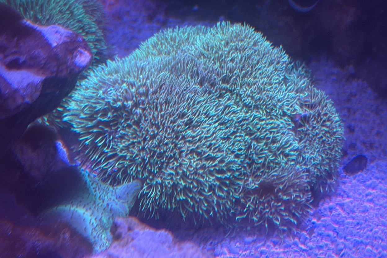 Blue Clove Coral