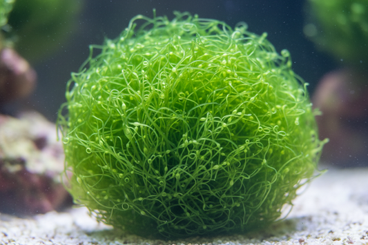 Chaetomorpha Macroalgae