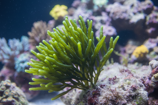 Green Finger Macroalgae